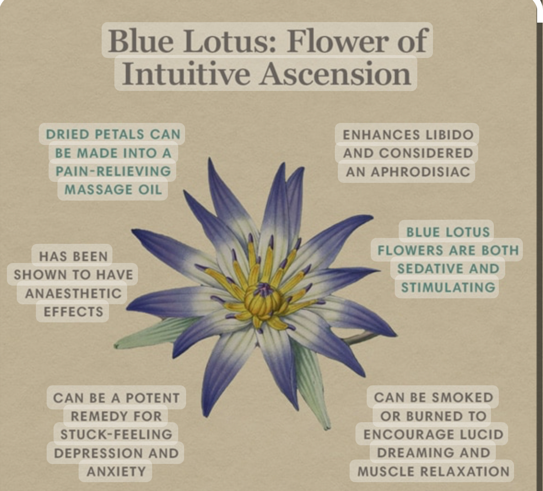 A blue lotus flower with many different meanings.